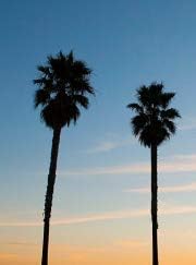 Mexican Fan Palm Tree Seeds, Washingtonia Robusta, Mexican Washingtonia, 15 Premium Quality Tree Seeds, Exotic Palm Tree, 60-80% Germination, (Isla's Garden Seeds)