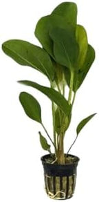 Live Aquarium Plants Bundle - Aquarium Plants for Beginners: Anubias, Amazon Sword, Dwarf Sag - Easy Care Live Plants for Fish Tank