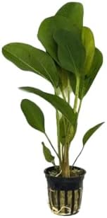 Live Aquarium Plants Bundle - Aquarium Plants for Beginners: Anubias, Amazon Sword, Dwarf Sag - Easy Care Live Plants for Fish Tank