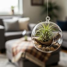 Set of 15 Assorted Air Plants Live, Low Light Tillandsia Indoor Houseplant, Small Medium Size, Easy Care Indoor Plants for Home and Office