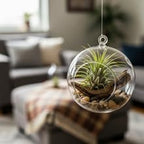 Set of 15 Assorted Air Plants Live, Low Light Tillandsia Indoor Houseplant, Small Medium Size, Easy Care Indoor Plants for Home and Office