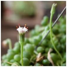 Succulent Plant in Gift Box String of Pearls (Senecio Rowleyanus) - Live Trailing Plants Fully Rooted & in Bloom - Rare House Plant for Home Office Wedding Hanging Decoration - 4" Pot with Soil Mix