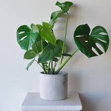 90PCS Fresh Monstera Plant Seeds, Rare Tropical Houseplant Seeds for Indoor & Outdoor Growing | Easy to Grow Exotic Foliage Plant