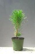 Japanese Black Pine - Bonsai Starter - Pinus thunbergii - 3 - Year Tree