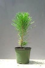 Japanese Black Pine - Bonsai Starter - Pinus thunbergii - 3 - Year Tree
