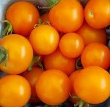 Sun Gold Cherry Tomato Plants, Two (2) Live Plants, Non-GMO, Indeterminate, Orange-Yellow Cherry, 4" to 6" Tall