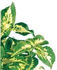 Coleus (Coleus Blumei), Living Plant