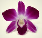 Just Orchids - Premium Long Stem Purple Dendrobium