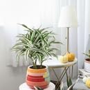 Dracaena 'Warneckii White Jewel' (4 inch) - Air-Purifying Houseplants - 4/6 inch Unique Live Decorative Houseplants - Low-Maintenance Indoor Plants, House Warming Gift, Natural Air Purifier