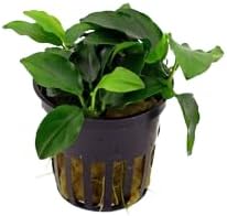Live Aquarium Plants Bundle - Aquarium Plants for Beginners: Anubias, Amazon Sword, Dwarf Sag - Easy Care Live Plants for Fish Tank