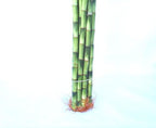 Jmbamboo-10 Stalks of 18 Inches Straight Lucky Bamboo ,Exclusive Design By Jmbamboo