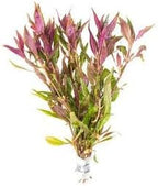 SubstrateSource Live Aquarium Red Stem Plants - Freshwater Aquatic Plant for Fish Tanks, Aquascaping - (Alternanthera Reineckii Rosaefolia Mini, 1 Bunch)