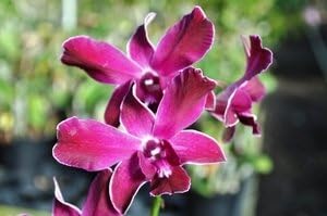 3 Large + 3 Small Diffferent Dendrobiums Live Orchids Plants