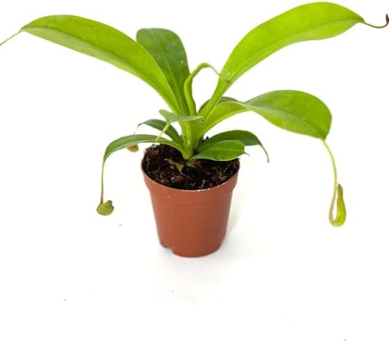 Nepenthes Alata Live Plant in 2" Pot - Carnivorous Live Plants - Easy to Grow Air Purifying Indoor House Plants Flowers for Home Office Wedding Decor & Birthday Gift (Heat Pack Included)