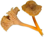 Funnel Chanterelle Yellow FT Mushroom Spores in Sawdust Bag Garden Grow Kit 5gal