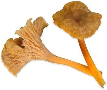 Funnel Chanterelle Yellow FT Mushroom Spores in Sawdust Bag Garden Grow Kit 5gal