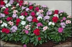 VINCA Flowers Mixed Colors, Live Plants, 4 Pack