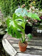 90PCS Fresh Monstera Plant Seeds, Rare Tropical Houseplant Seeds for Indoor & Outdoor Growing | Easy to Grow Exotic Foliage Plant