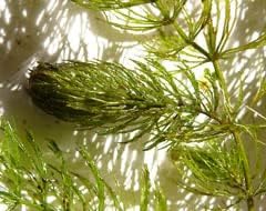 Marcus Fish Tanks Hornwort Ceratophyllum Live Aquarium Plant Planted Tank Beginner - Buy 2 G 1 F