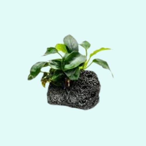 Anubias Barteri Nana on Large Lava Rock Live Aquarium Plant 1 Plant – Canton Aquatics