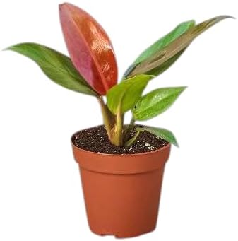 Philodendron Sun Red Live Plant for Indoor | Different Houseplants in 4'' & 6'' Pot | Real House Plant for Living Room, Office, Desk & Bathroom | Sun Red | Philodendron Selloum
