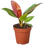 Philodendron Sun Red Live Plant for Indoor | Different Houseplants in 4'' & 6'' Pot | Real House Plant for Living Room, Office, Desk & Bathroom | Sun Red | Philodendron Selloum