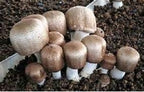 Root Mushroom Farm-Mushroom Liquid Cultures/Almond Mushroom(Agaricus blazei)
