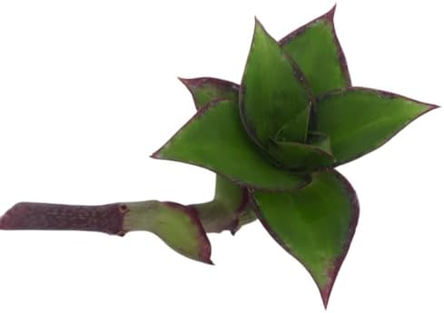 Live Organic Golden Tendril Basket Plant (Callisia fragrans) One Cutting or Pup - Perfect for Hanging Baskets - Easy to Grow