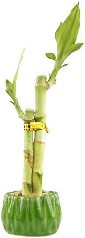 Live Lucky Bamboo 2 Stalk Love Arrangement in Round Green Ceramic Planter - 4 and 6 Inches Lucky Bamboo Indoor Potted House Plant for Home and Office Decor