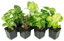 Syngonium (Grower's Choice)