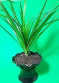 Madagascar Dragon Tree - Dracaena marginata - 4." mazer ceramic black Pot