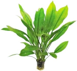 Live Aquarium Plants Bundle - Aquarium Plants for Beginners: Anubias, Amazon Sword, Dwarf Sag - Easy Care Live Plants for Fish Tank
