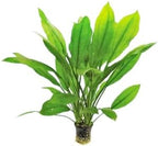 Live Aquarium Plants Bundle - Aquarium Plants for Beginners: Anubias, Amazon Sword, Dwarf Sag - Easy Care Live Plants for Fish Tank