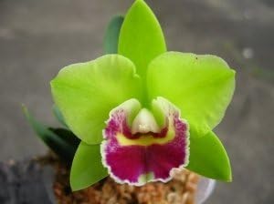 4 Live Orchid Plants + HP to Choose (Cattleyas + Heat Pack)