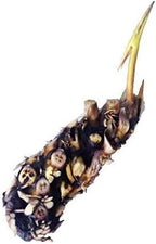 Floating Plants and Water Lily Tuber Bundle – Live Aquatic Plants for Ponds & Aquariums