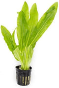 SubstrateSource Echinodorus Major Ruffle Sword Live Plant for Freshwater Aquariums, Natural Fish Tank Decorations, and Aquatic Decor (1 Pot (2-3 Plants))