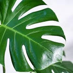 100 Pcs Fresh Monstera Plant Seeds,Exotic Tropical Foliage for Indoor and Outdoor Planting
