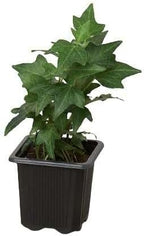 English Ivy Green California Live Plant for Indoor | Different Houseplants in 3'' Pot | Real House Plant for Living Room, Office, Desk & Bathroom | Common Ivy | Hedera Helix Green