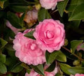 October Magic Pink Perplexion Camellia, 1 Gallon, Pink Double Flowers, 4-5 ft Height and Width, Fall Blooming Shrub
