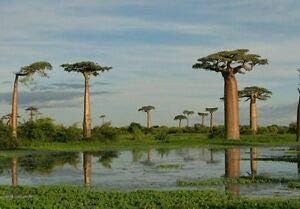 Baobab Bonsai Tree Seeds - 5 Seeds to Grow - Highly Prized Baobab Tree - Ships from Iowa. Exotic Indoor Bonsai Seeds to Grow