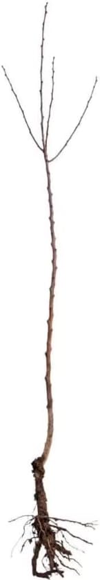 5 Blue Flowering Chinese Wisteria Vines - 12-18" Tall Live Plants - Wisteria Seedlings - Wisteria sinensis - (5 Pack)