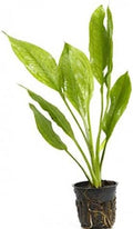 Potted Live Aquarium Plants | Freshwater Aquatic Plants for Aquariums (Amazon Sword, 3 Pack)