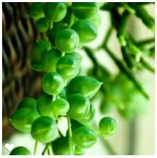 Succulent Plant in Gift Box String of Pearls (Senecio Rowleyanus) - Live Trailing Plants Fully Rooted & in Bloom - Rare House Plant for Home Office Wedding Hanging Decoration - 4" Pot with Soil Mix