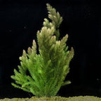 Live Aquarium Plants Bundle - Assorted Freshwater Plants - Low | Medium | High Light