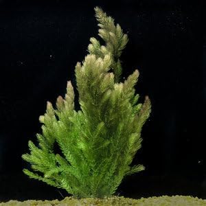 Live Aquarium Plants Bundle - Assorted Freshwater Plants - Low | Medium | High Light