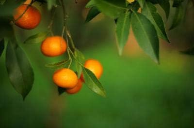Brighter Blooms - Owari Satsuma Mandarin Tree, 2-3 ft. - No Shipping to AK, AL, AZ, CA, FL, GA, HI, LA, MS, OR, TX