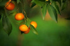 Brighter Blooms - Owari Satsuma Mandarin Tree, 2-3 ft. - No Shipping to AK, AL, AZ, CA, FL, GA, HI, LA, MS, OR, TX