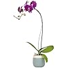 Large Purple Live Orchids Blooming in 5" Blue & White Orchid Pot, Pet Friendly Live Plant Gifts for Plant Lovers, Approx. 22"+ Tall, Real Houseplants, Phalaenopsis Moth Flowers by Plants for Pets
