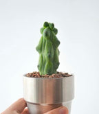 Live Bare Root Boobie Cactus 5~6 inches Tall (Myrtillocactus geometrizans ‘Fukurokuryuzinboku’) – Rare Collector Plant