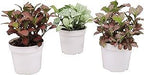 Three Fittonia Nerve Plants Colors Included Red, White and Pink Live Indoor Houseplant in Grower's Pot (Red White Pink, 4 inch)